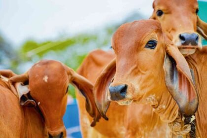 गोवंश के लिए मुफ्त जमीन