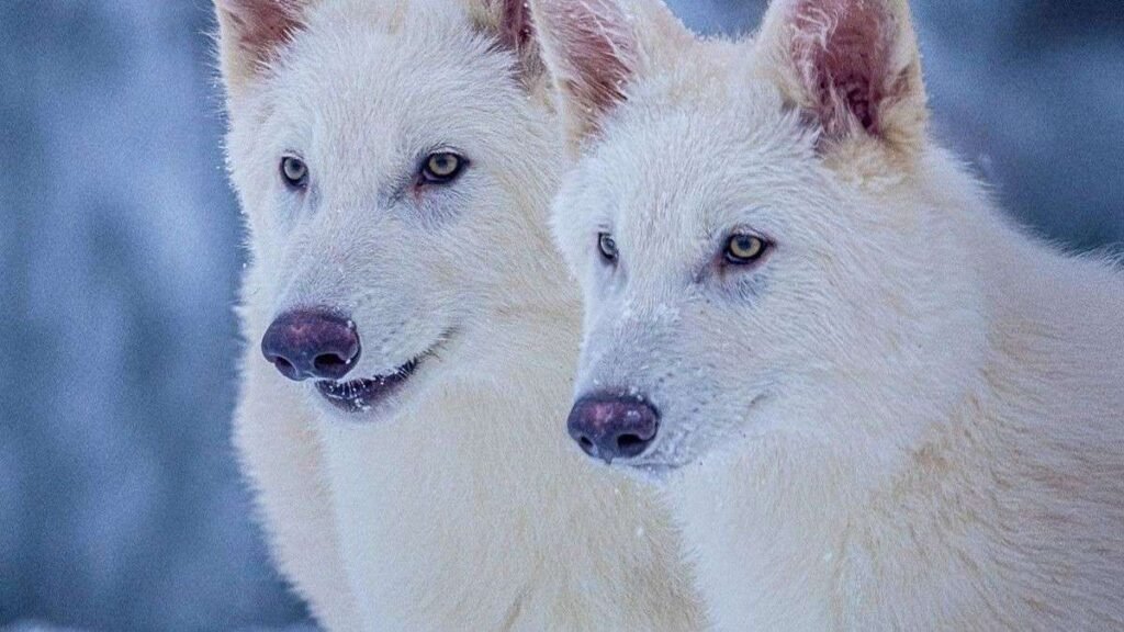 डायर वुल्फ