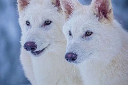 डायर वुल्फ