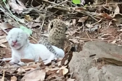 रत्नागिरी के जंगलों में मिला सफेद तेंदुए का बच्चा