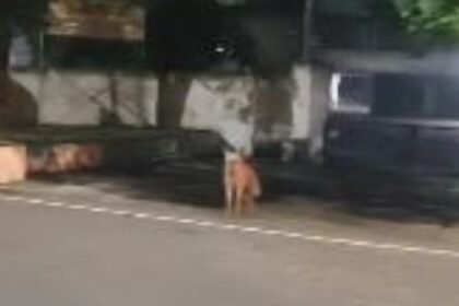 Hyena spotted in Bhilai, forest department started rescue operation