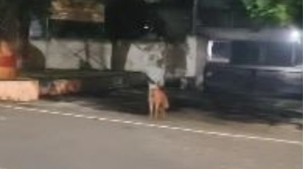 Hyena spotted in Bhilai, forest department started rescue operation