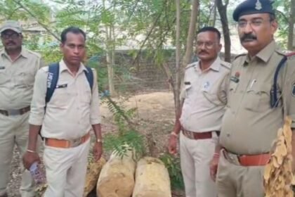 Major action against illegal transportation of timber