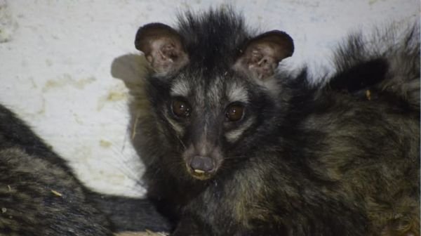 Successful rescue of rare Asian palm civet and its 5 children in Korba