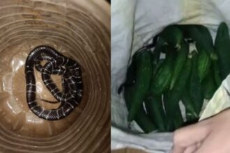 A poisonous krait snake came home with a vegetable bag, causing panic