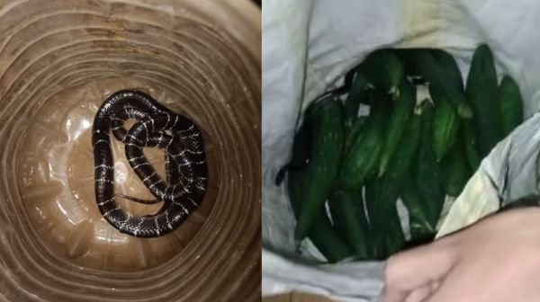 A poisonous krait snake came home with a vegetable bag, causing panic