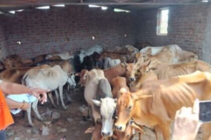 Major action on cow smuggling in Gariaband