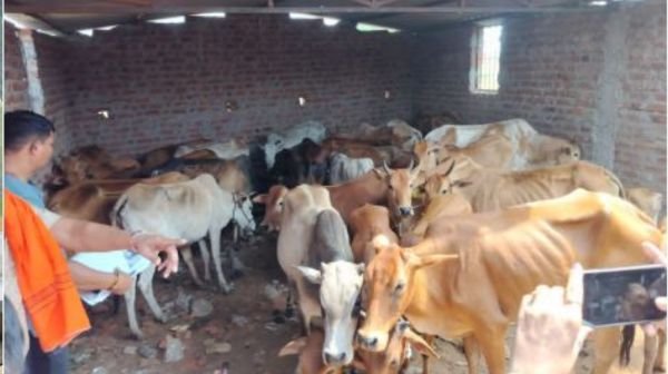Major action on cow smuggling in Gariaband