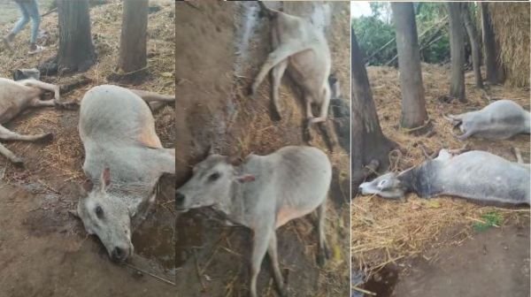 The mood of weather became havoc in Ambikapur