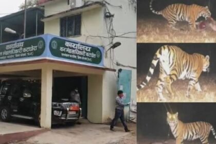 Korba Breaking: Lion hunted two buffaloes in Chaiturgadh hill