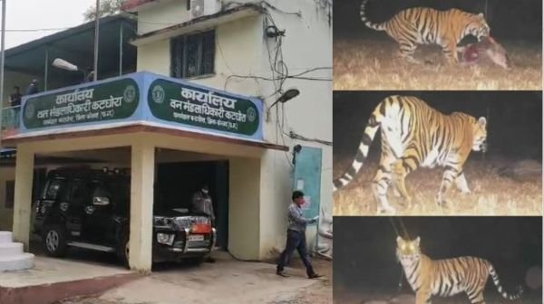 Korba Breaking: Lion hunted two buffaloes in Chaiturgadh hill