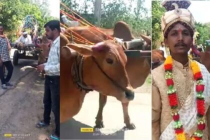 Amid rising inflation, people returned to the old culture, the groom took the wedding procession in a bullock cart