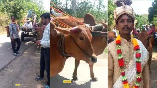 Amid rising inflation, people returned to the old culture, the groom took the wedding procession in a bullock cart