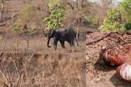 Korba: Villager working in the forest was crushed by an elephant, died on the spot