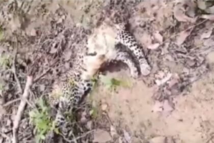 Sensation due to suspicious death of leopards in Chhura forest, panic spread after finding remains