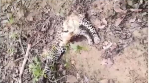 Sensation due to suspicious death of leopards in Chhura forest, panic spread after finding remains