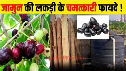 jamun-wood-for-water-purification