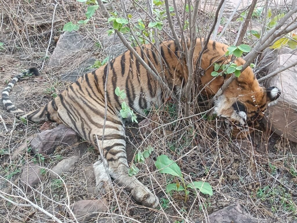 panna-tiger-reserve-baghin-ki-maut