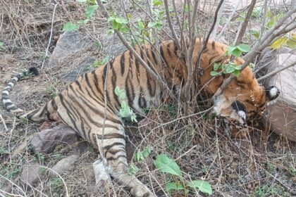 panna-tiger-reserve-baghin-ki-maut