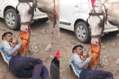 वफादार घोड़ी लक्ष्मी ने मालिक की जान बचाई |