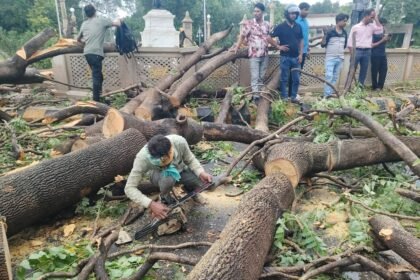 ग्वालियर हादसा: चलती कार और बाइक पर गिरा पेड़, चार लोग घायल