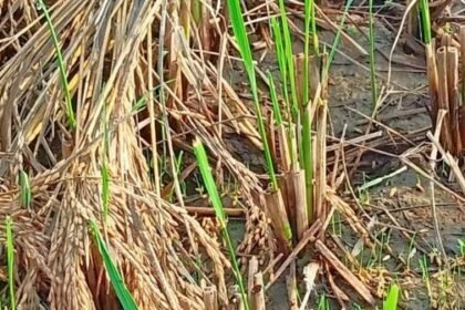 Rabi crop of Lakhanpur farmers destroyed due to untimely rain