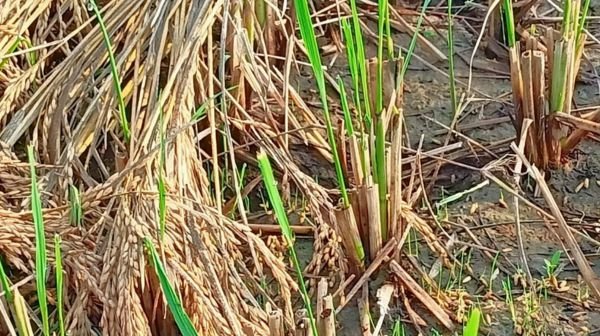 Rabi crop of Lakhanpur farmers destroyed due to untimely rain