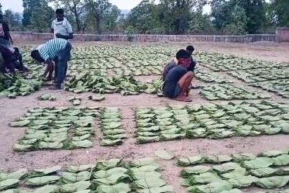 Tendu leaves purchase in Korba forest division: 93% target achieved, income doubled