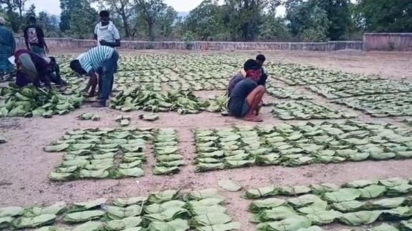Tendu leaves purchase in Korba forest division: 93% target achieved, income doubled