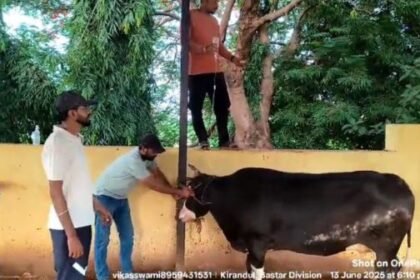 Revenue worth billions, but no medicine for cows! You will be surprised to know the reality of Bailadila