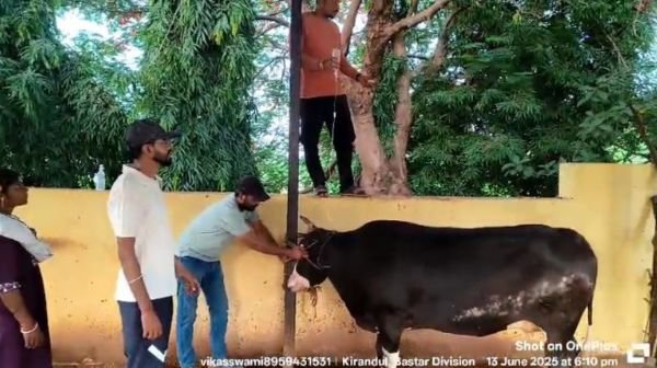 Revenue worth billions, but no medicine for cows! You will be surprised to know the reality of Bailadila