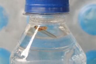 Big action by Food Safety Department in Durg: Raid on Tulsi brand factory after finding worm in sealed water bottle