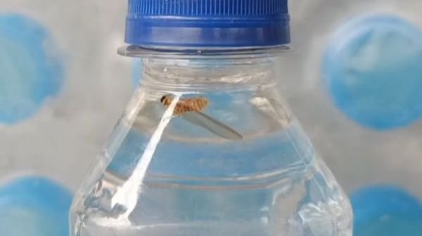 Big action by Food Safety Department in Durg: Raid on Tulsi brand factory after finding worm in sealed water bottle