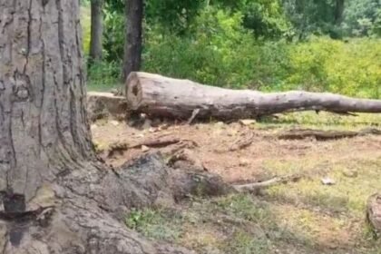 Anuppur: Trees are being ruthlessly cut down, Revenue-Forest department is silent