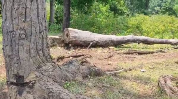 Anuppur: Trees are being ruthlessly cut down, Revenue-Forest department is silent