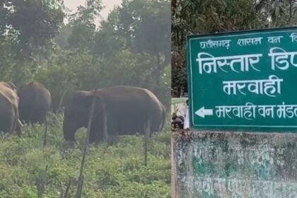 Elephants wreak havoc in Marwahi: An atmosphere of panic in Chichgohna village