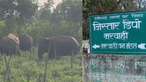 Elephants wreak havoc in Marwahi: An atmosphere of panic in Chichgohna village