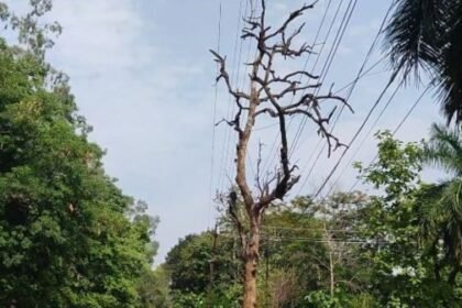 Korba: Dry trees standing on the roadside are becoming the cause of accidents