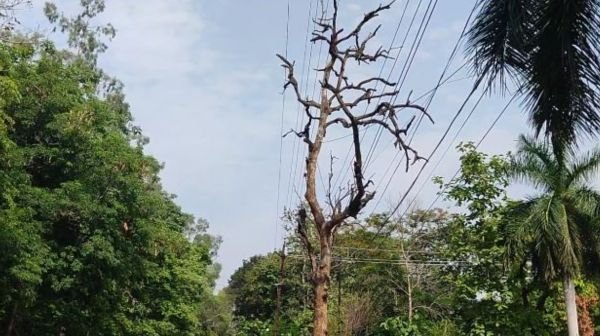 Korba: Dry trees standing on the roadside are becoming the cause of accidents