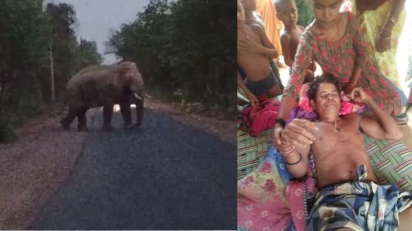 Raigarh: Wild elephant attacks farmer plucking vegetables in Chingari village