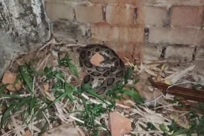 Russell Viper found for the first time in Korba: The story of this dangerous venomous snake