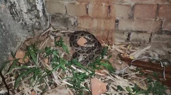 Russell Viper found for the first time in Korba: The story of this dangerous venomous snake