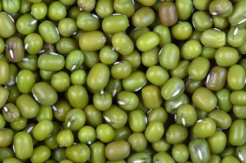 moog kishan khushkhabari