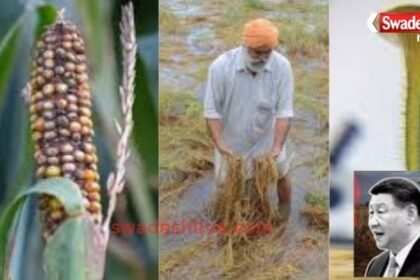 china-fhb-fungus-sazish