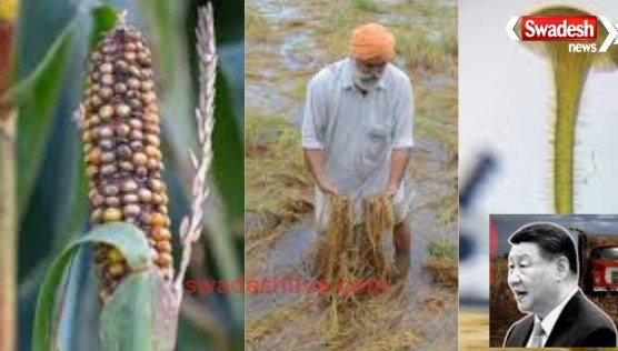 china-fhb-fungus-sazish