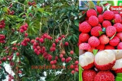 lichi-ke-fayde-garmiyo-mein