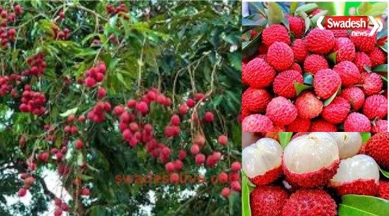 lichi-ke-fayde-garmiyo-mein