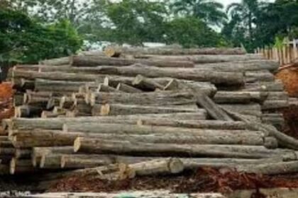 अवैध खैर लकड़ी तस्करी agra