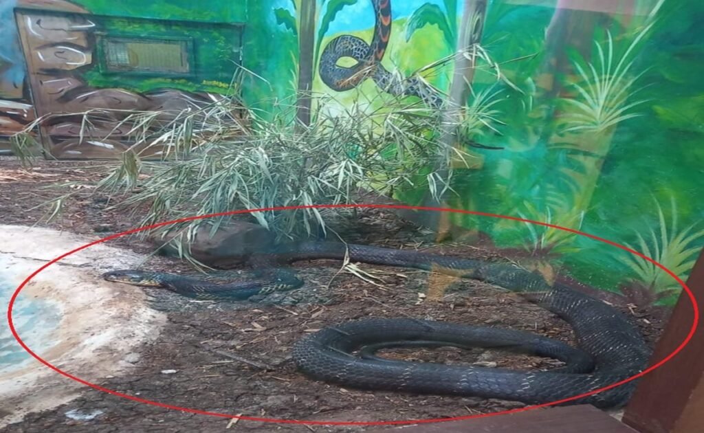 किंग कोबरा की मौत