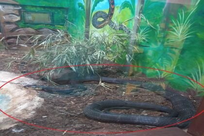 किंग कोबरा की मौत